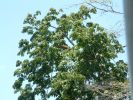 DSCF0085.JPG